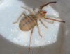 Spiders - Arachnida-Solifugae